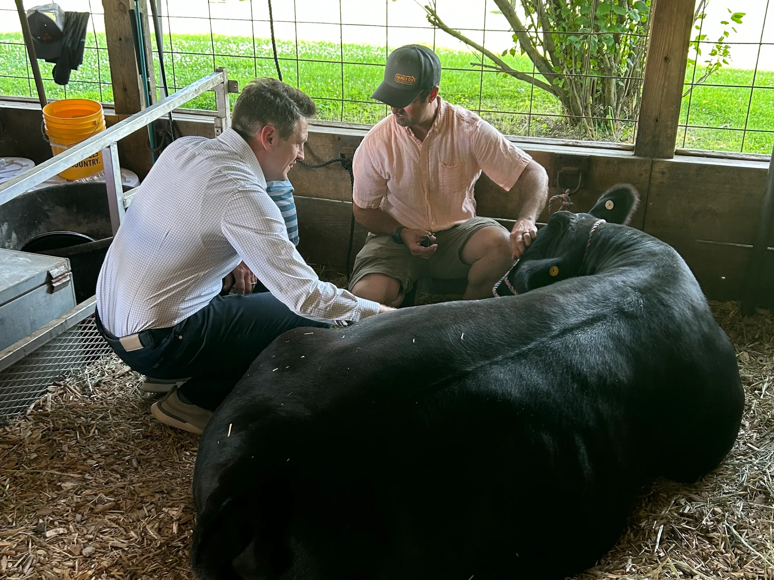 Zach Lahn, a sixth-generation Iowa farmer and businessman, examines a calf with a colleague